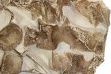 Fossil Plesiosaur (Thililua?) Vertebrae in Rock - Asfla, Morocco #328639-3